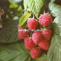 Rubus idaeus 'Autumn Bliss' (88541)