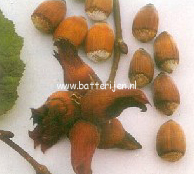 Corylus avellana 'Witpit Lambertsnoot' (88543)