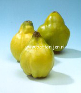 Cydonia oblonga 'Champion' (88554)