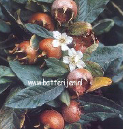 Mespilus germanica 'Boom en Vrucht'