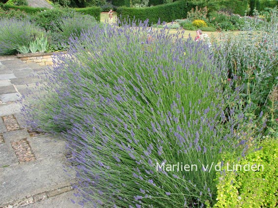 Lavandula intermedia 'Dutch' (88623)