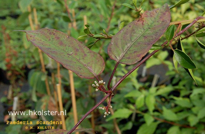 Paederia scandens (88796)
