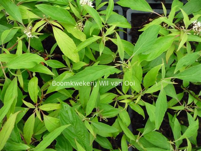 Cornus controversa 'Laska'