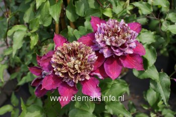Clematis 'Zotemp' (TEMPTATION)