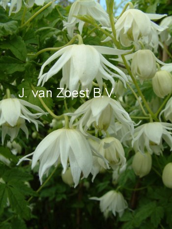 Clematis 'Snowbird'