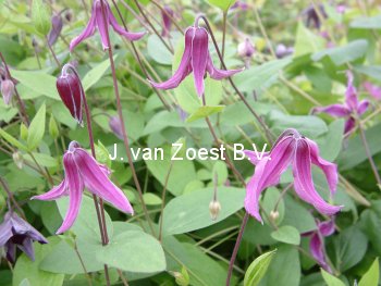 Clematis 'Pangbourne Pink' (88874)