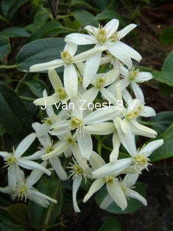 Clematis armandii 'Little White Charm' (88881)