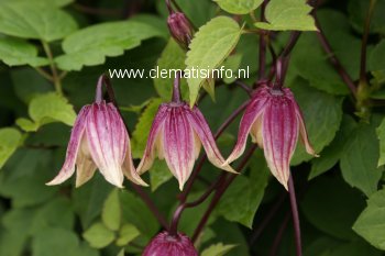 Clematis 'Zorero' (I AM RED ROBIN)