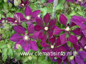 Clematis 'Hayate'