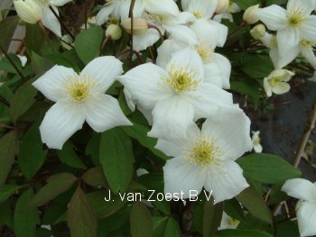 Clematis 'Elten' (88896)