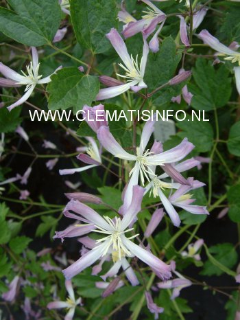 Clematis 'Edward Prichard' (88897)