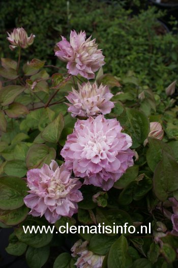 Clematis 'Zodasmi' (DANCING SMILE) (88903)