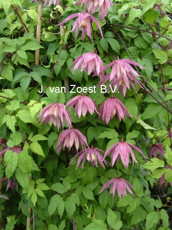 Clematis 'Cragside' (88905)
