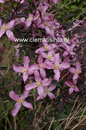 Clematis 'Warwickshire Rose' (88915)