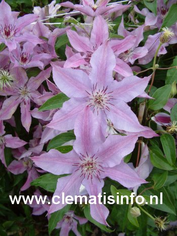 Clematis 'Violetta' (88918)