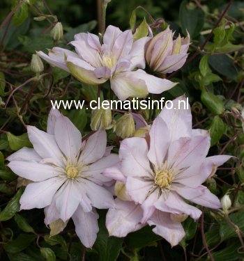 Clematis 'Violet Elizabeth' (88919)