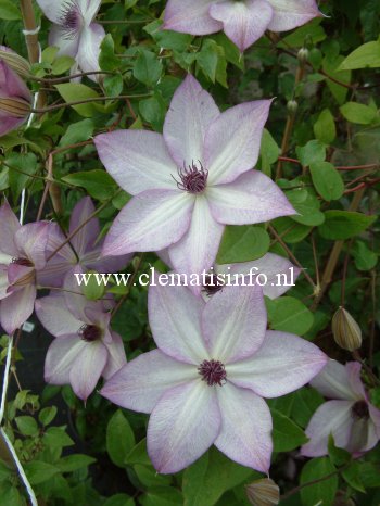 Clematis 'Utopia' (88922)