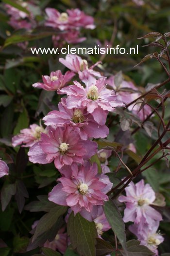 Clematis 'Sunrise' (88928)