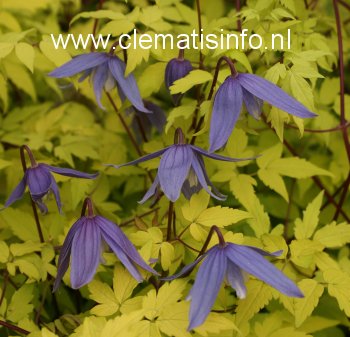 Clematis 'Stolwijk Gold'
