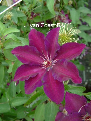 Clematis 'Stasik' (88930)