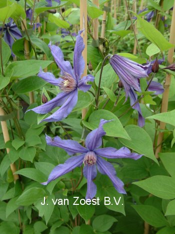 Clematis 'Sizaja Ptitsa' (88931)