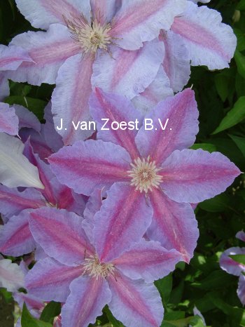 Clematis 'Sakala' (88936)
