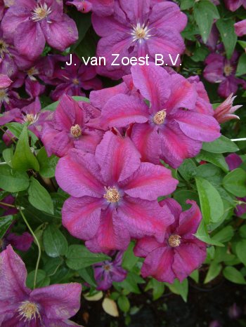 Clematis 'Rahvarinne' (88937)