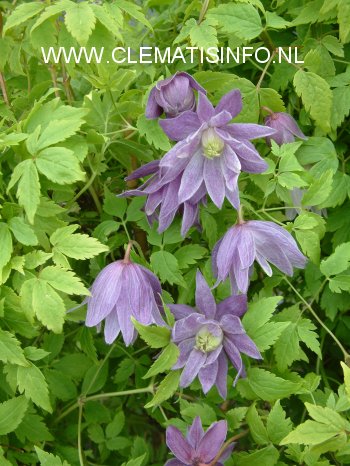 Clematis 'Ola Howells'