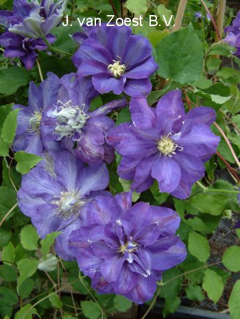 Clematis 'Kunpuh' (88958)