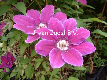 Clematis 'Keith Richardson' (88959)
