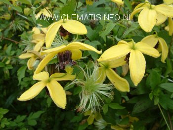 Clematis 'Golden Harvest' (88972)