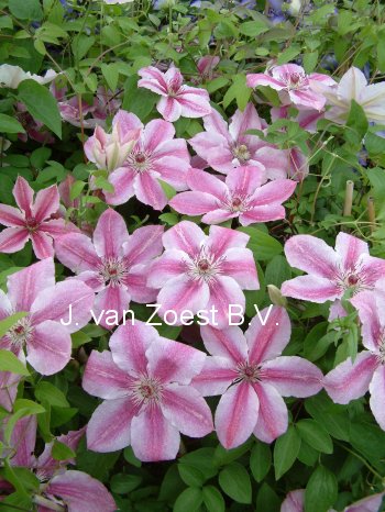 Clematis 'Darius'