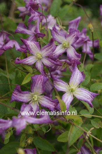 Clematis 'Cicciolina' (88983)