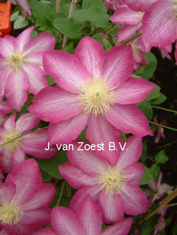 Clematis 'Asao' (88995)