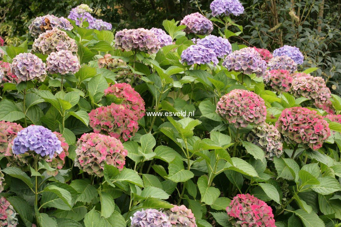 Hydrangea macrophylla