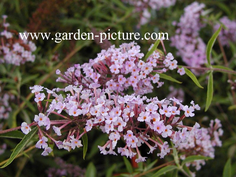 Buddleja davidii nanhoensis