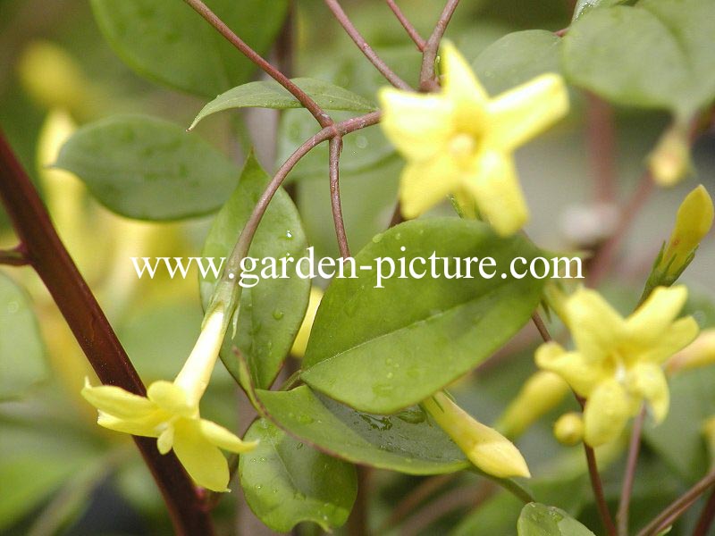 Jasminum fruticans (89009)