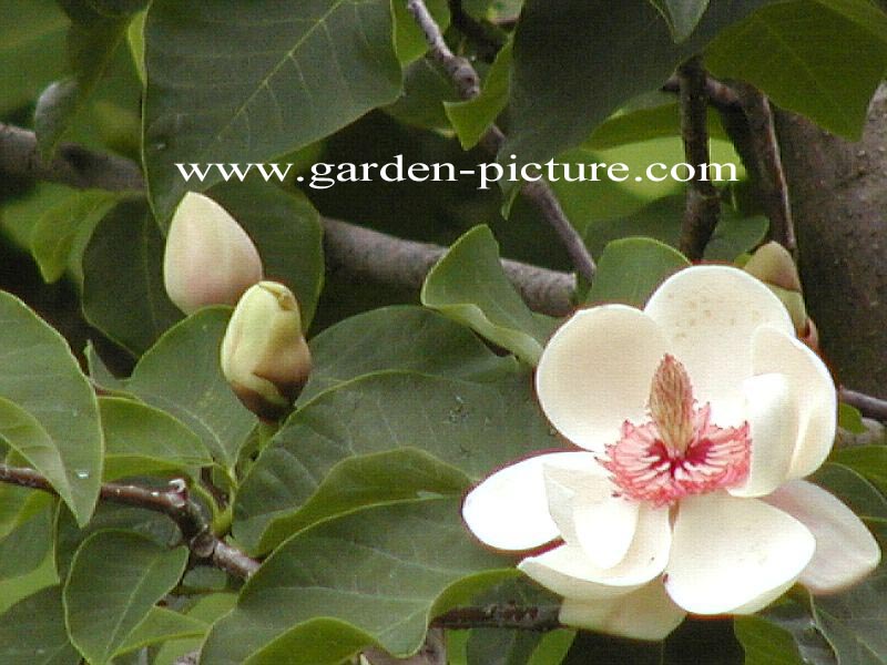 Magnolia wieseneri (89015)