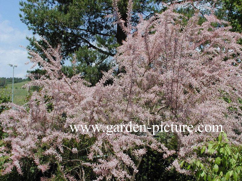 Tamarix parviflora (89019)