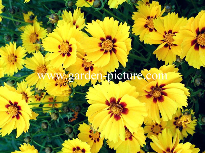 Coreopsis lanceolata 'Sterntaler'