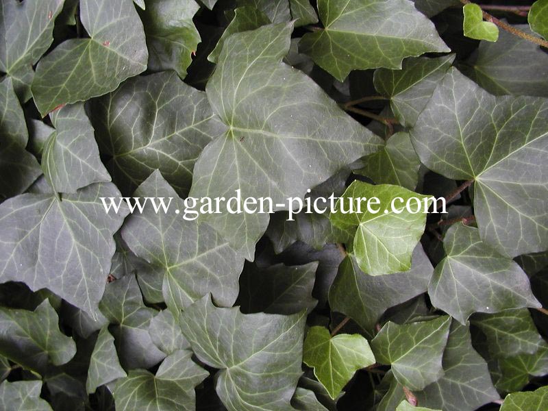 Hedera helix 'Woerner'