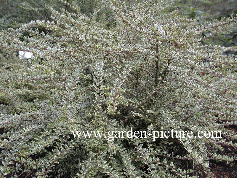 Lonicera nitida 'Elegant' (89063)