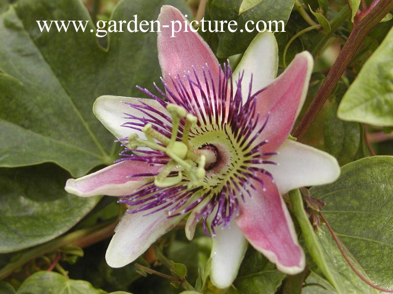 Passiflora 'Imperatrice Eugenie' (89082)