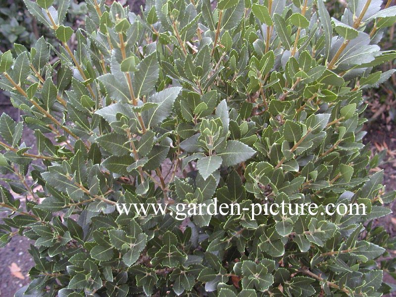 Phillyrea latifolia 'Les Barres' (89084)