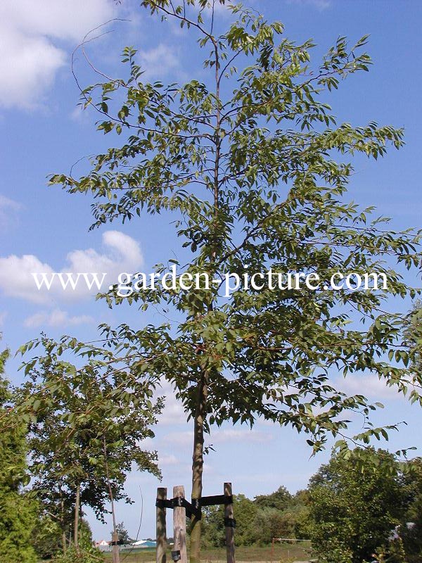 Zelkova serrata 'Flekova' (GREEN VASE)