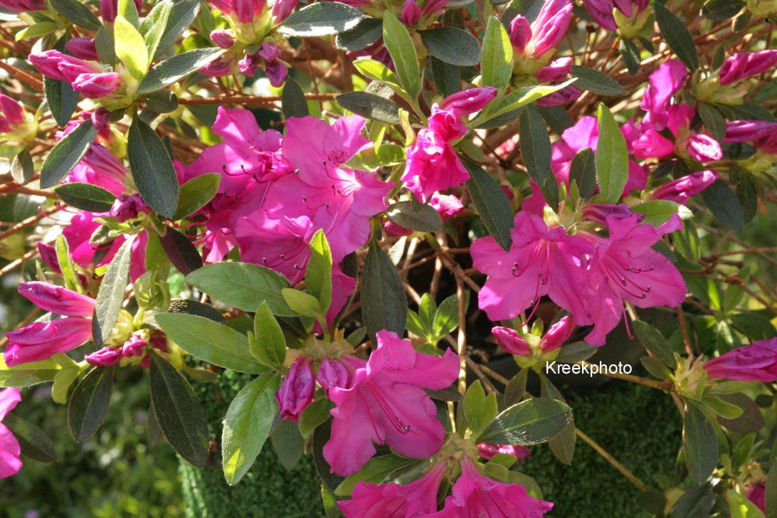 Rhododendron 'Blue Danube' (Azalea)