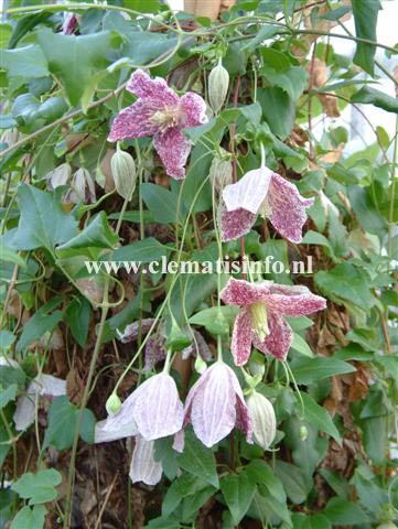 Clematis cirrhosa 'Freckles'
