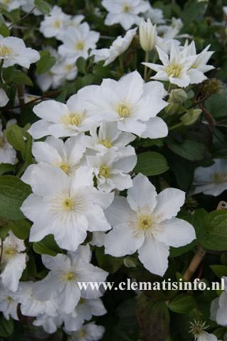 Clematis 'Apollonia'