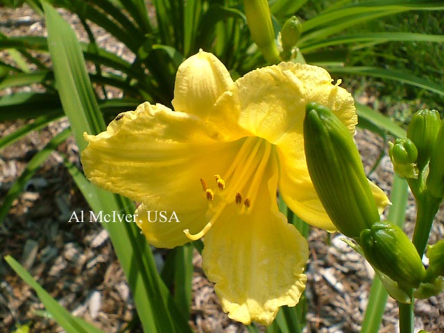 Hemerocallis 'Happy Returns' (89990)