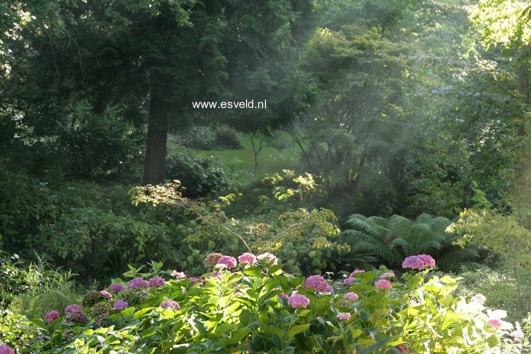 Hydrangea macrophylla